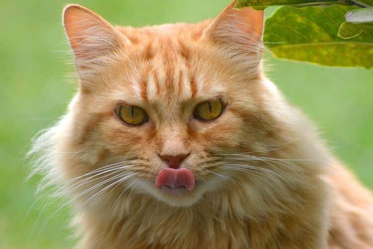 cats-tongue-out-confidence