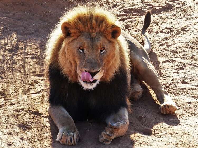 cats-tongue-out-lion
